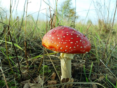 Free Images Nature T Red Autumn Fungus Fly Agaric Bolete