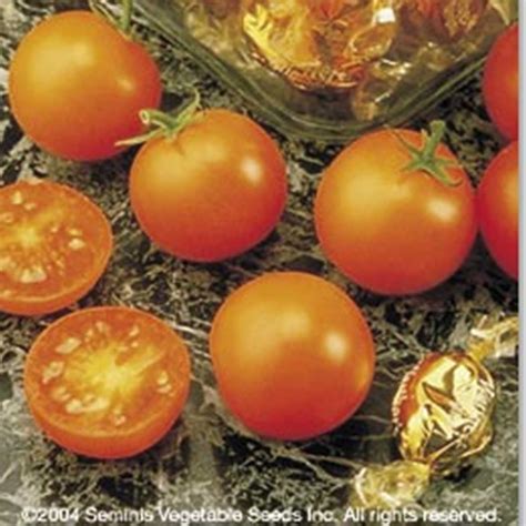 Tomato Garden Seeds Sunsugar Hybrid 10 Seeds Non Gmo Vegetable