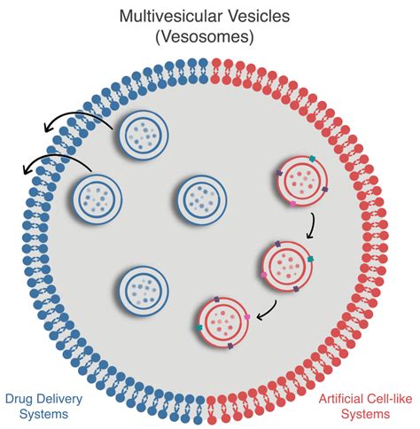 Multivesicular Microfluidic Vesicles For Drug Delivery And Artificial Cells