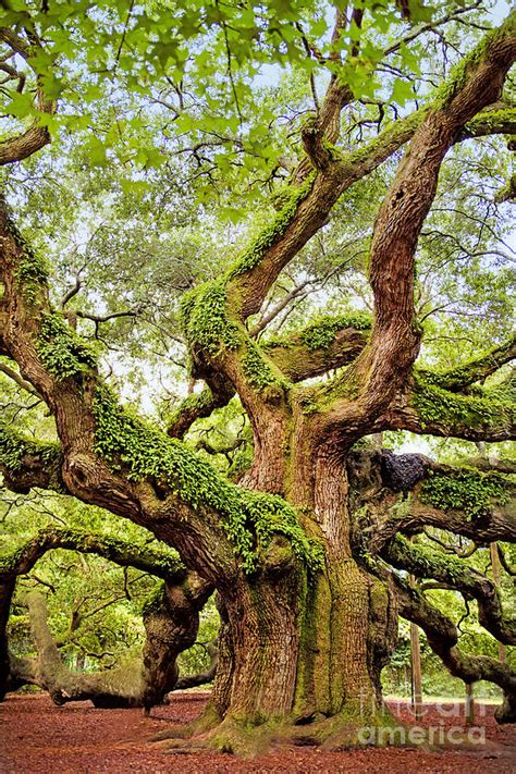 Angel Oak Tree Photograph By Sharon Mcconnell Fine Art America