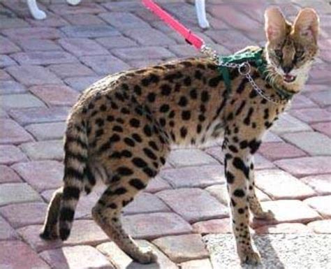 The savannah cat is an impressive looking breed, and many are searching the internet to find out an average savannah cat price. Police hunt for 'dangerous' African wild cat on the loose ...