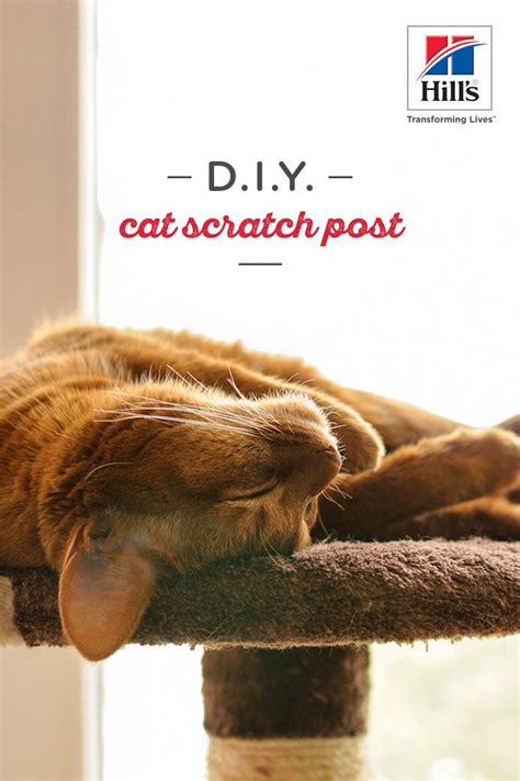 Easy Diy Cat Scratching Post Ideas Hills Pet Cat Scratching Post