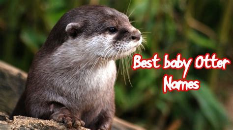 200 Otter Names And The Cutest Names For Otters