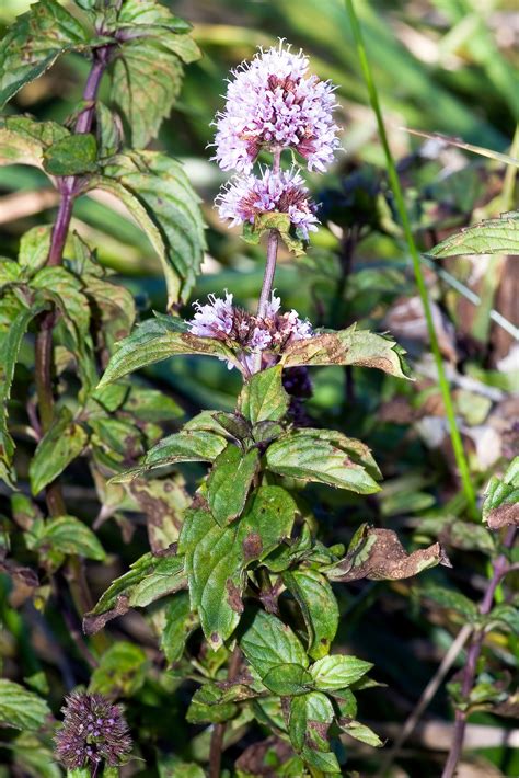 Mentha ×piperita Var Citrata New Zealand Plant Conservation Network