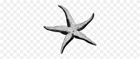 Starfish Clipart Vintage Starfish Images Clip Art Flyclipart