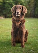 Flat Coated Retriever | Dogs | Breed Information | Omlet