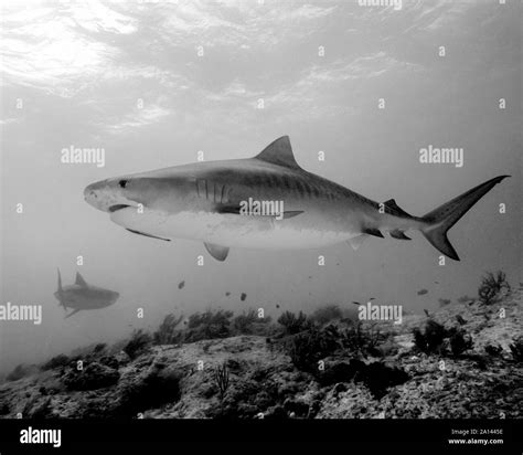 Black And White Tiger Shark Tiger Beach Bahamas Stock Photo Alamy
