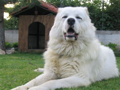 Caucasian Shepherd Dog Caucasian Ovcharka Caucasian Mountain Dog