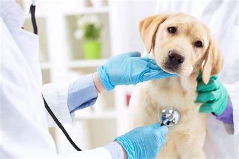 Where To Get Free Vet Care Should I Get A Veterinary Assistant