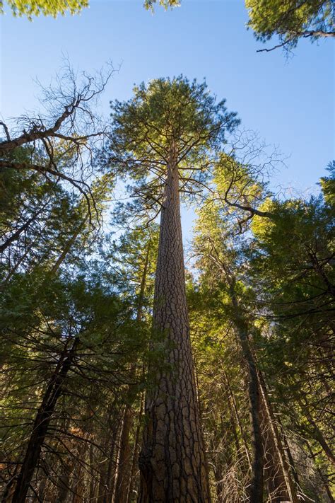 Ponderosa Pine In Yosemite Smithsonian Photo Contest Smithsonian