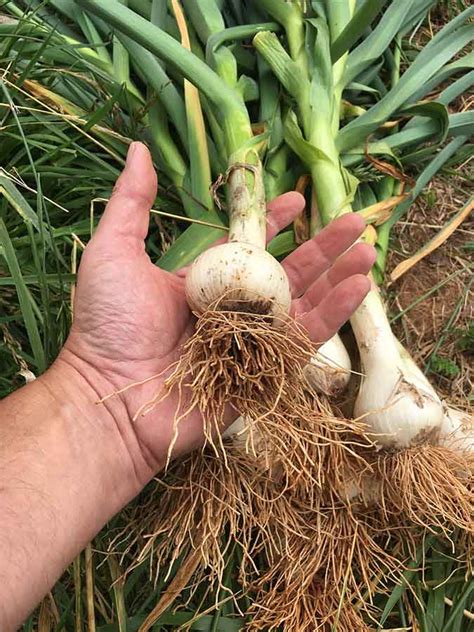 Reasons To Grow Your Own Garlic The Grow Network The Grow Network
