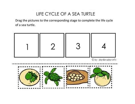 Life Cycle Of A Sea Turtle Interactive Worksheet