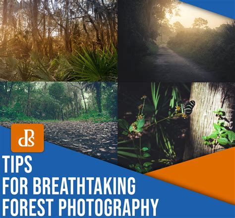 8 Tips For Breathtaking Forest Photography The Milmar Zone