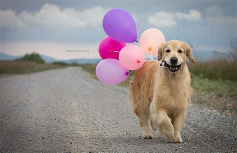 41 Best Golden Retriever Birthdays Images On Pinterest