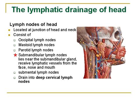 The Lymphatic System Shandong University Liu Zhiyu Introduction