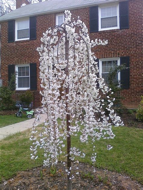 I decided i wanted a dwarf weeping flowering cherry tree to replace… a weeping cherry tree is at its best in spring when the pendulant branches are covered with pink or white flowers. Google Image Result for http://3.bp.blogspot.com ...