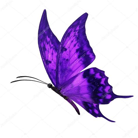 Purple Butterfly Flying Stock Photo By ©thawats 91371370