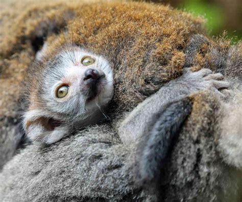 Endangered Crowned Lemur Born In Newquay Zoo