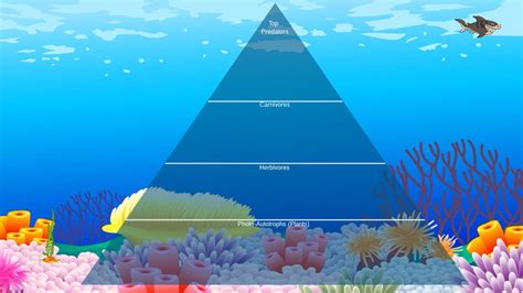 Ocean Ecological Pyramid Tynker