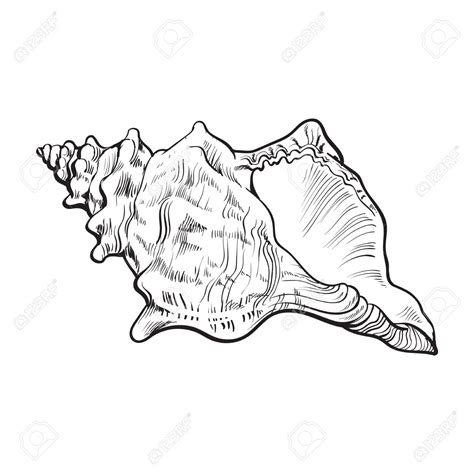 Simple Shell Drawing At Getdrawings Free Download