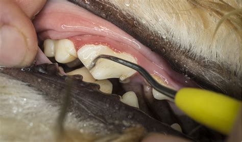 Tooth Root Abscess In Dogs Petcoach