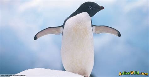 Click to download our comprehensive worksheet collection and fact file all about antarctica. Adélie Penguin Facts For Kids & Adults: Pictures ...