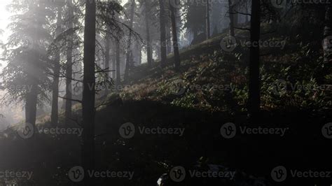 Calm Moody Forest In Misty Fog In The Morning 5588067 Stock Photo At