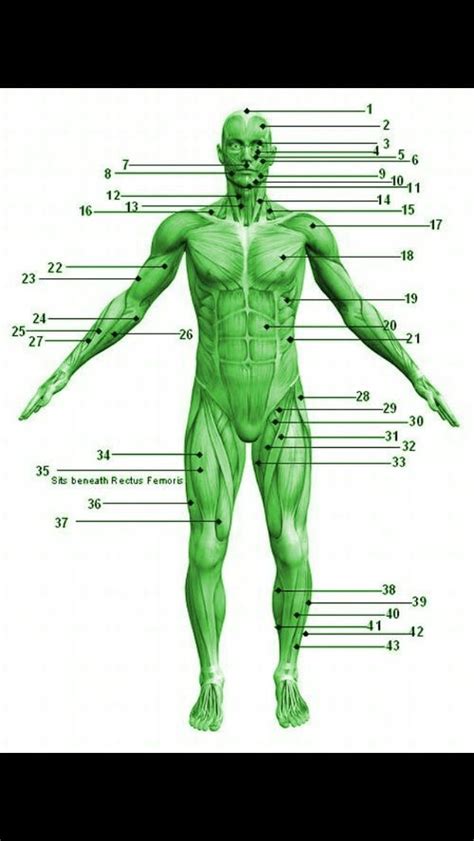 Anatomy Quiz Muscular System Exercise Physiology Human Anatomy And