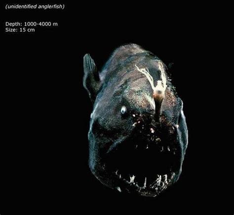 Bizarre Fish Living In The Deepest Part Of The Ocean Freeyork