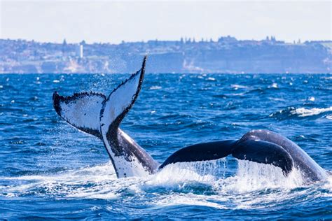 9 Excellent Whale Watching Spots In Sydney Secret Sydney
