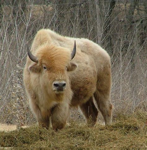 Sacred White Buffalo Photograph For Sale By Rustic Images Foundmyself