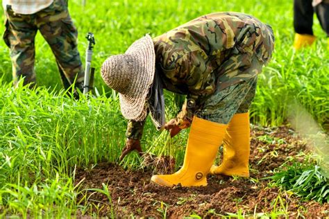 Farmer Harvesting In Organic Farm Editorial Stock Image Image Of