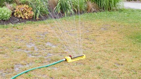 Signs Youre Overwatering Your Lawn And How To Avoid It Global