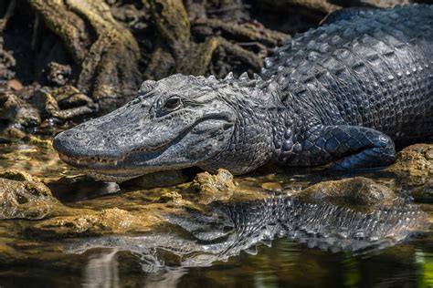 Animal Alligator Hd Wallpapers Wallpaper Cave