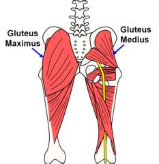 Related online courses on physioplus. S1B3 - Anatomy - Gluteal region/Posterior Thigh/Popliteal ...