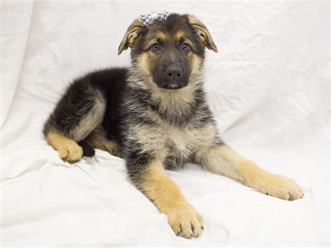 German shepherd puppy ears can be unpredictable! Visit our German Shepherd puppies for sale near Goddard Kansas