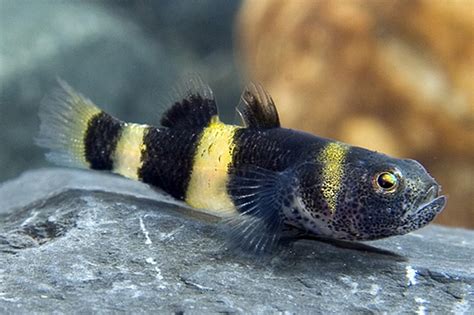 Bumblebee Goby Small