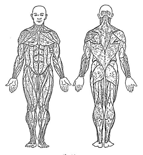 Free Muscular System Coloring Pages Download Free Muscular System