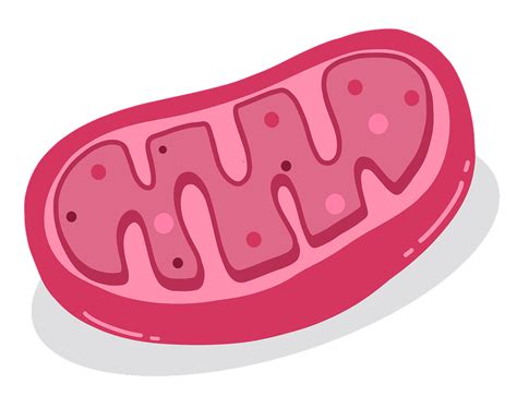 Mitocondria Celda Biología Imagen Gratis En Pixabay