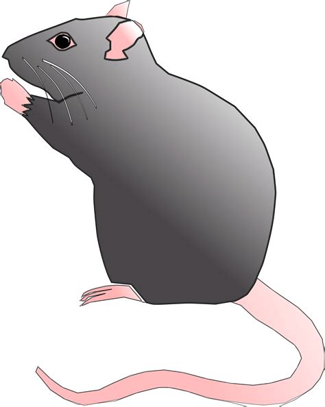 Clipart Rat Cute Rat Cute Rat Clipart Png Download Large Size Png