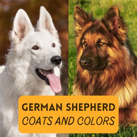 German Shepherd Medium Hair Different Types Of Short Haired German