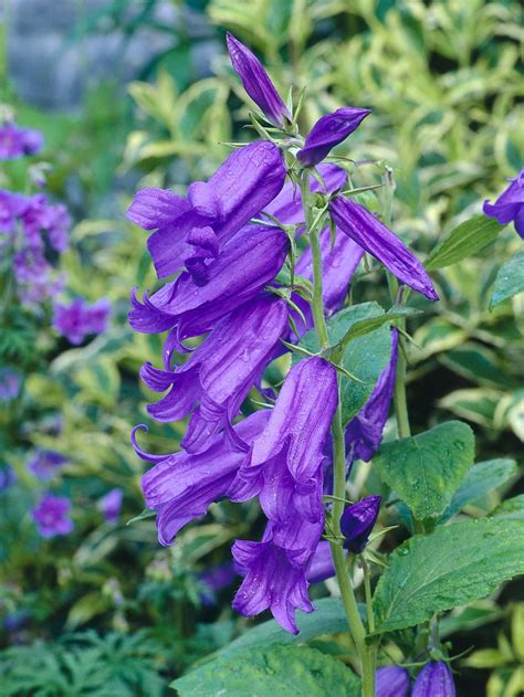 Discover these purple flowering plants with a royal color, including petunias, larkspur, and clematis. 10 Types of Perennial Wildflowers | Perennials, Wild ...