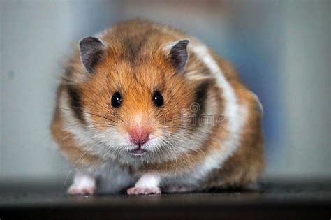 Syrian Hamster 7 Stock Photo Image Of Mammal Design 5922938