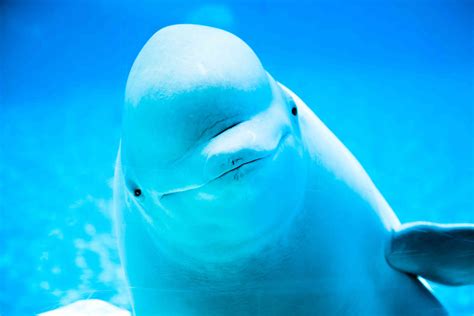 Why A Belugas Squishy Head Is So Special