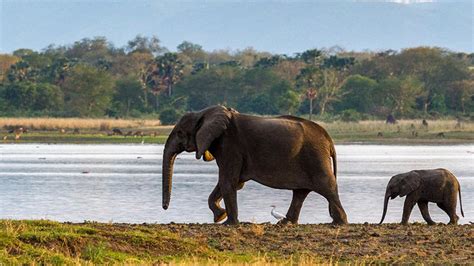 Transfert Exceptionnel De 500 éléphants Au Malawi Wwf Belgique