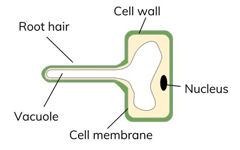 Plant Root Cell Diagram Root Hair Cell Transport In Flowering Plants