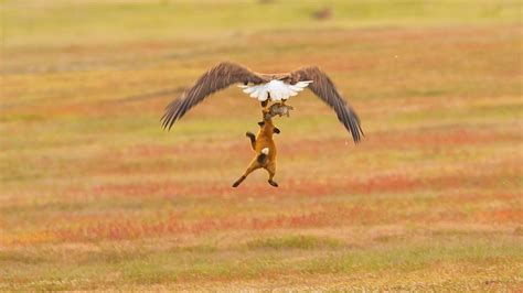 A Fox And An Eagle Fight Over A Rabbit In Mid Air Who Will Win