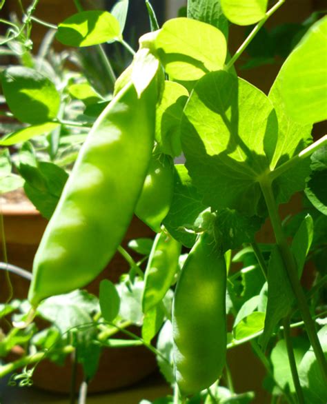 Growing Peas In Containers Dengarden