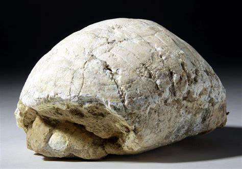 Pleistocene Fossilized Turtle Shell