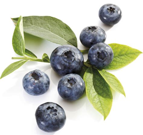 Blueberry Fruit Photo 34914645 Fanpop
